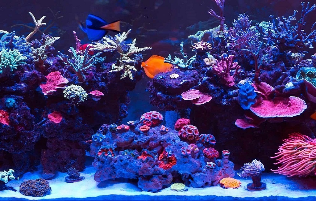 What is the best temperature for coral reefs