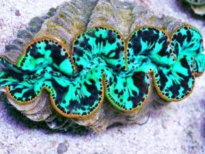 Giant Clams for Beginners: Beautiful, Hardy & Beneficial