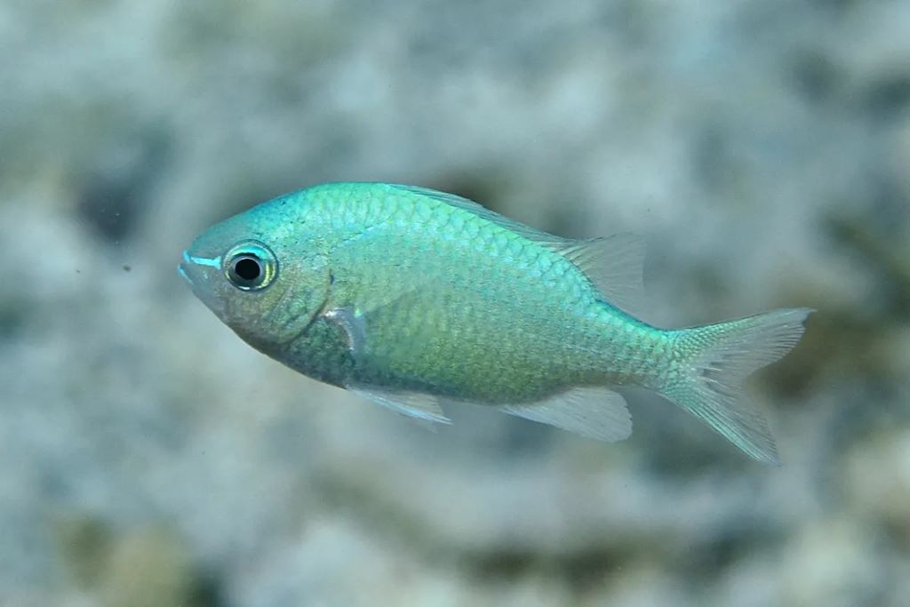 Blue green chromis tank mates