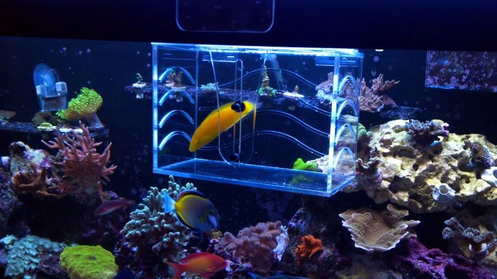 How to Remove Unwanted Fish from a Reef Tank