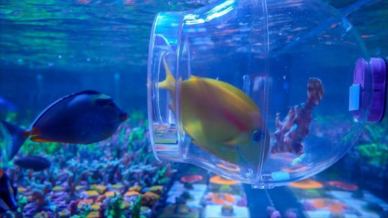 How to catch fish in a reef tank without