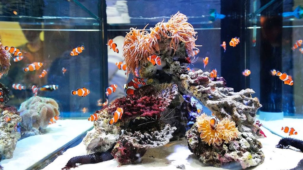 How to keep sand clean in a reef tank without