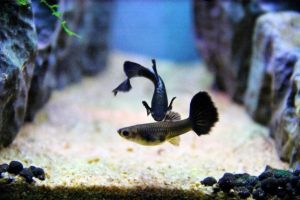 How to keep sand clean in a reef tank at home