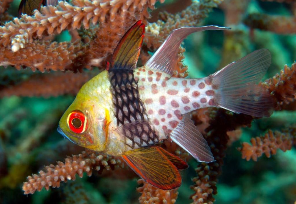 Can pajama cardinalfish live alone