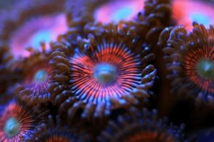 Can you 3D print coral reefs
