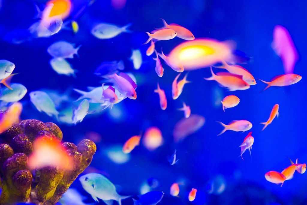 Safety measures for using electrical equipment in aquarium.