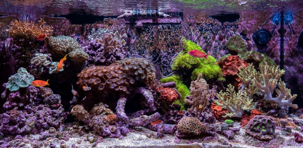 Biotope reef aquarium