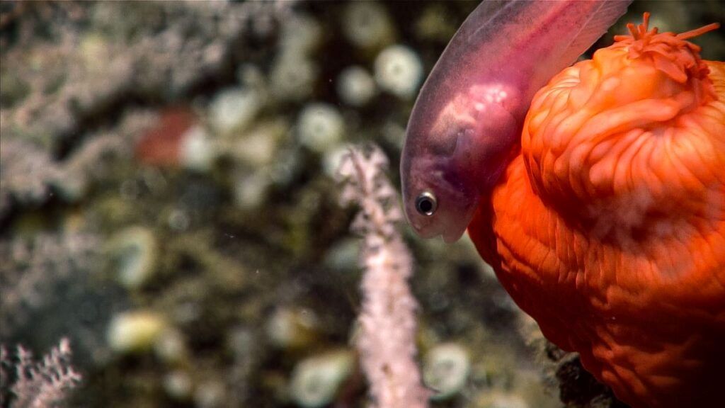 Deep sea reef tanks for sale
