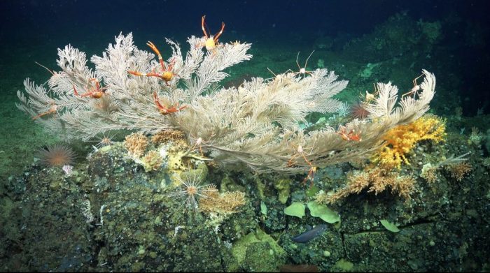 Deep sea reef tanks for sale
