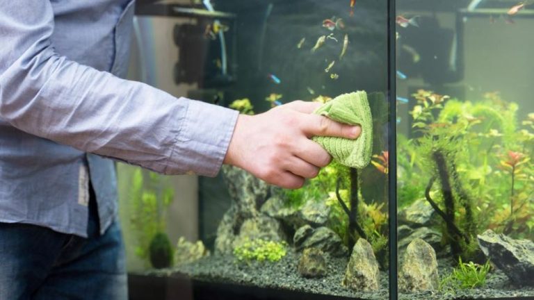Easy aquarium cleaning for beginners at home