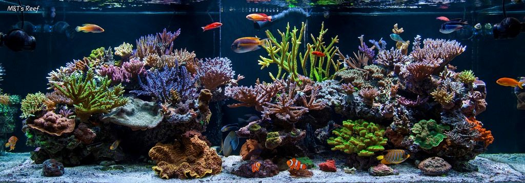 How many fish can keep in a reef tank calculator