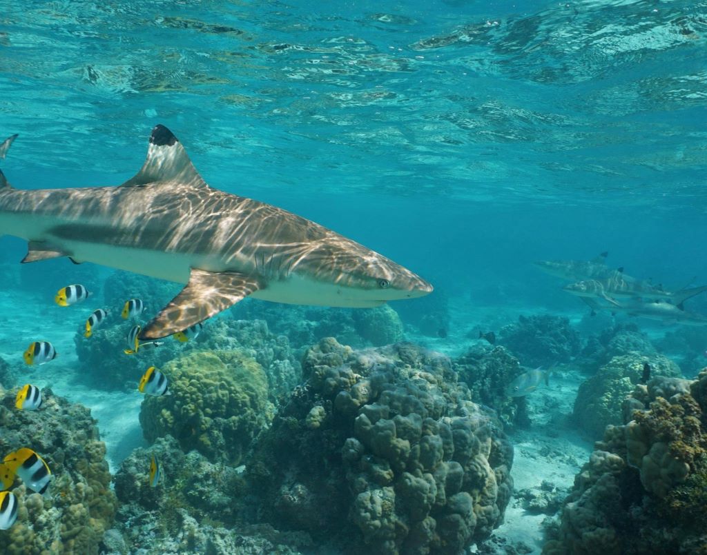 Manta ray bay vs shark reef size