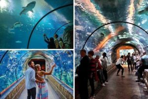 Do reef sharks eat manta rays