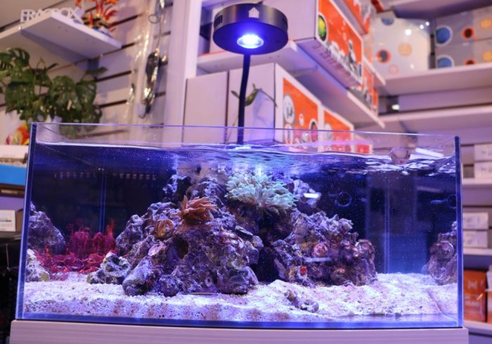 Pico reef tank setup