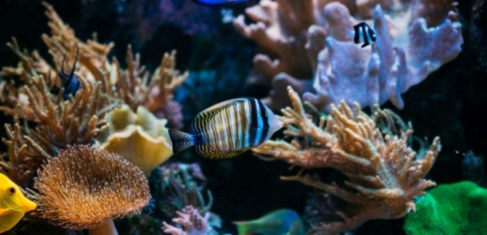 Is live rock good for reef tank