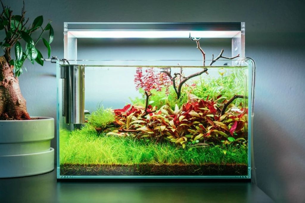What is the best light setting for a fish tank
