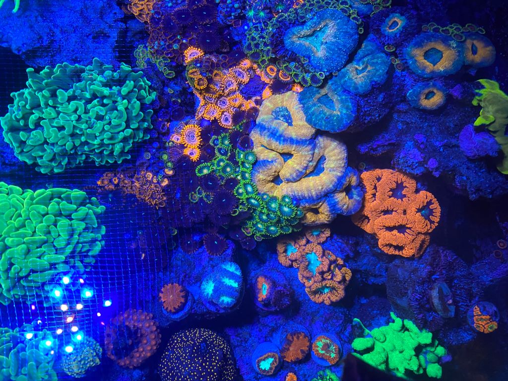 How long does it take for corals to acclimate to a new tank