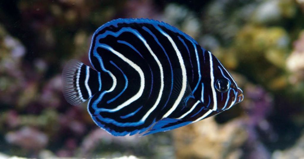A Step-by-Step Guide to Drip Acclimate Shrimp Snails and Fish