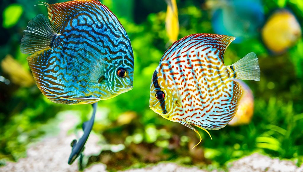 Best natural remedies for ich in reef aquarium fish reddit