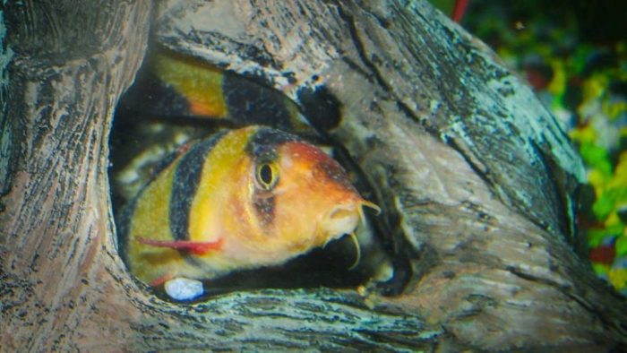 Effective natural remedies for ich in reef aquarium fish baking