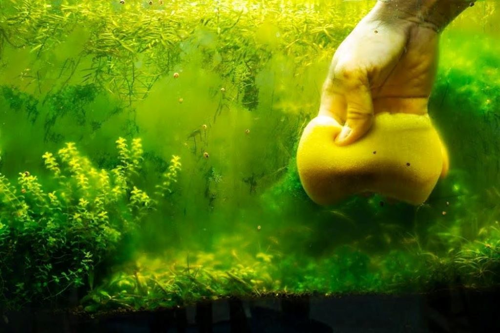 How to get rid of algae in fish tank naturally
