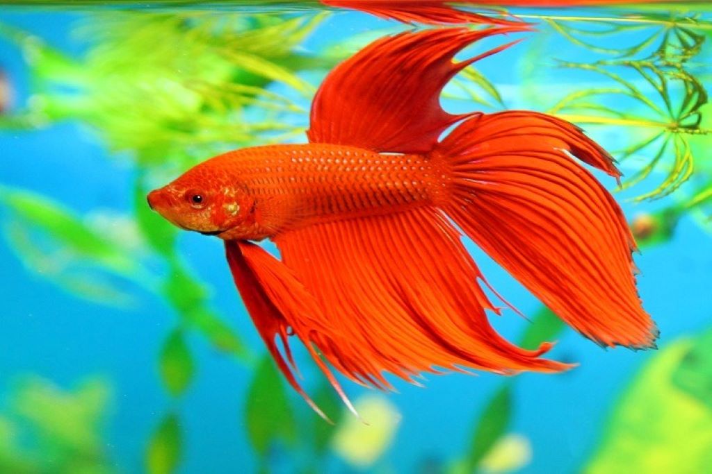 What is the best medicine for fin rot