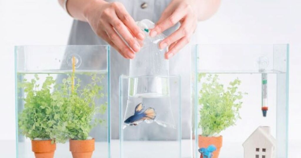 How do you guys set up and maintain your quarantine tank