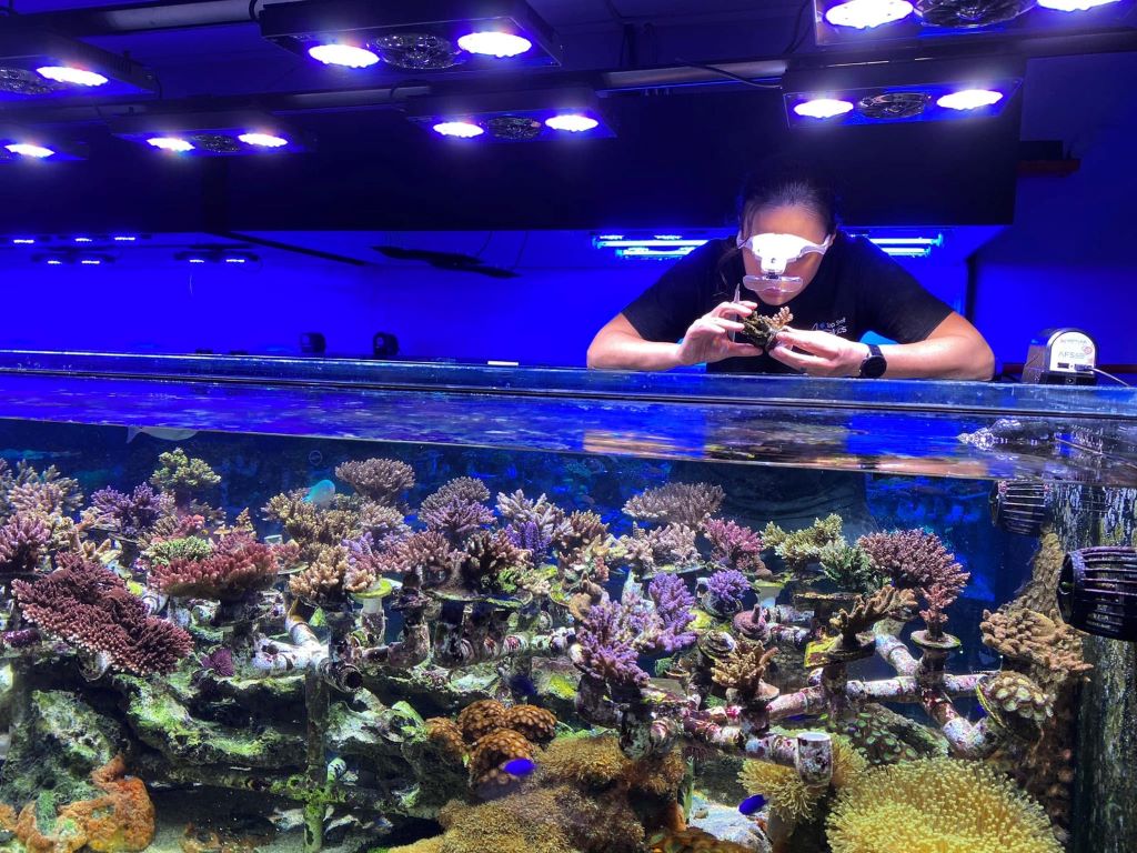 Best reef tank lighting spectrum for coral growth guide