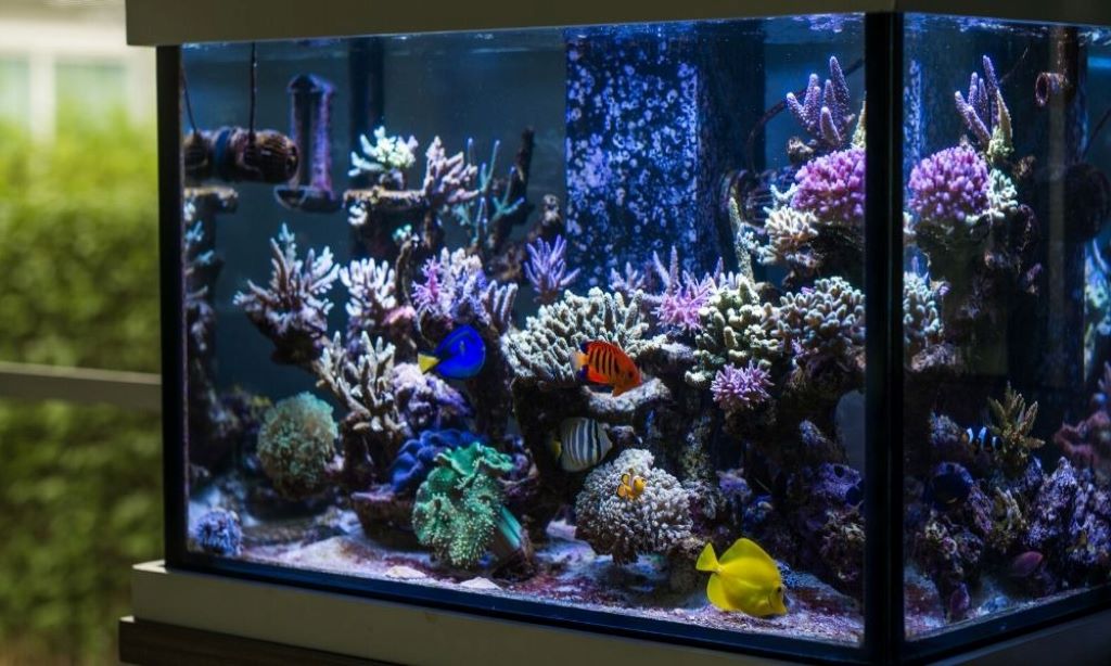 detailed guide to flow in your reef tank - Reef Chasers
