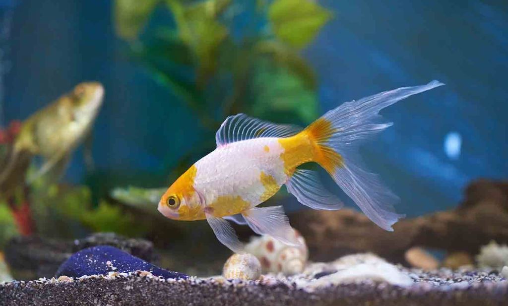 How to get rid of bacterial blooms in reef tank fast