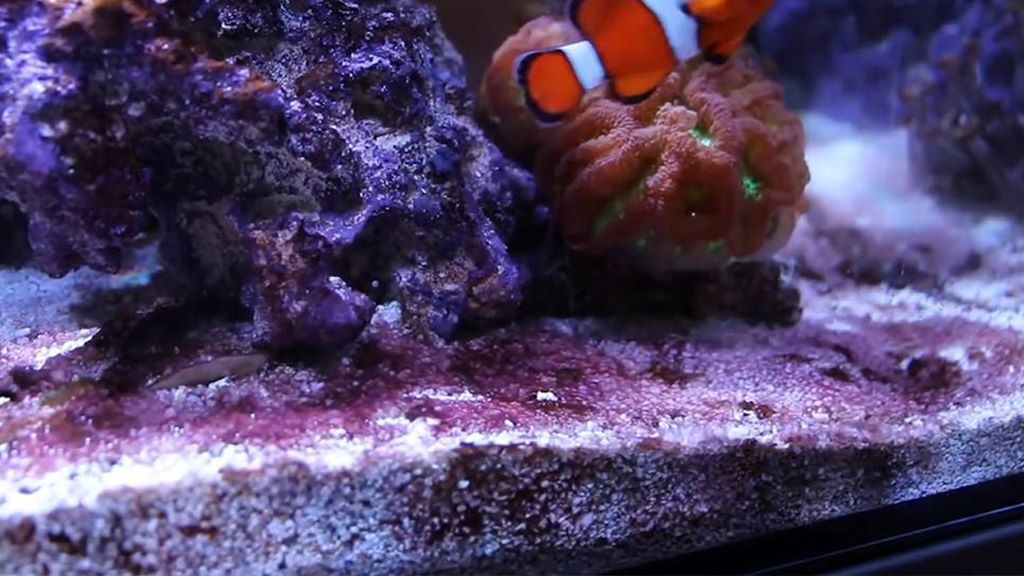 How to Get Rid of Cyanobacteria in Aquariums