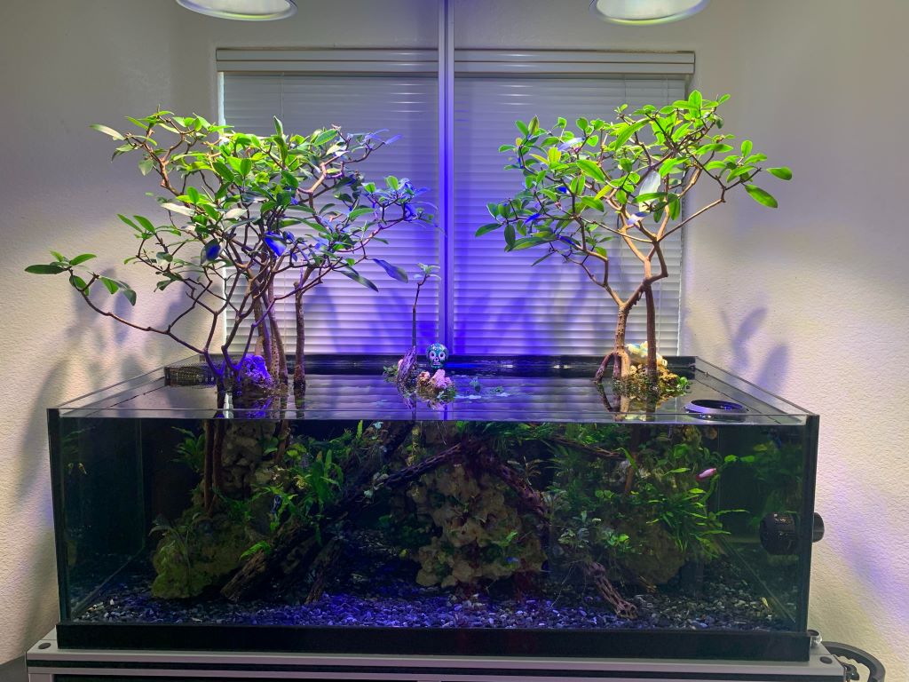 Can you grow a mangrove tree in an aquarium