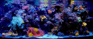 Diy reef rock curing methods for sensitive corals natural