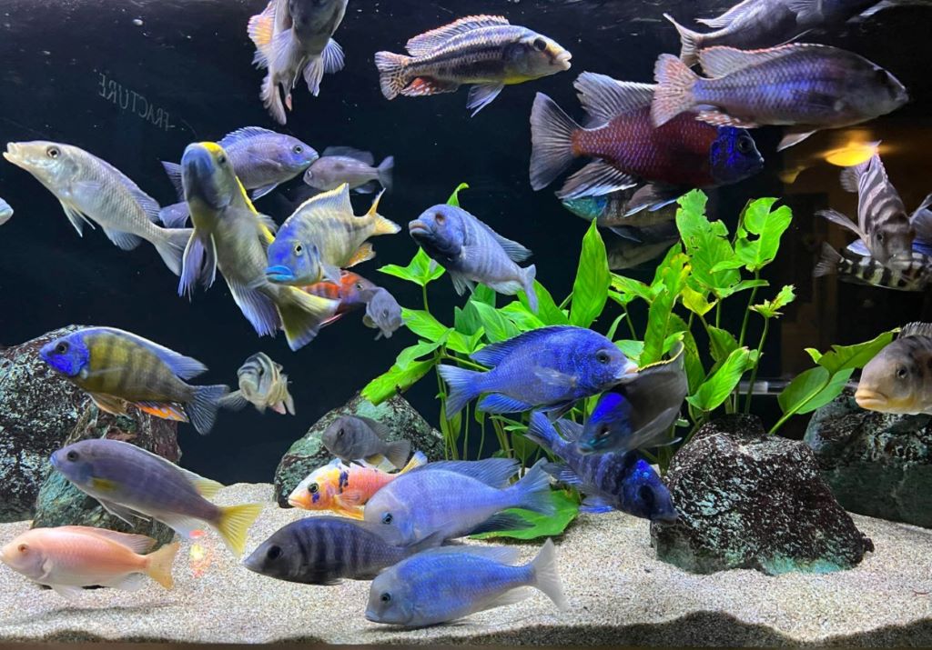 How humidity impacts aquarium light performance tips reddit