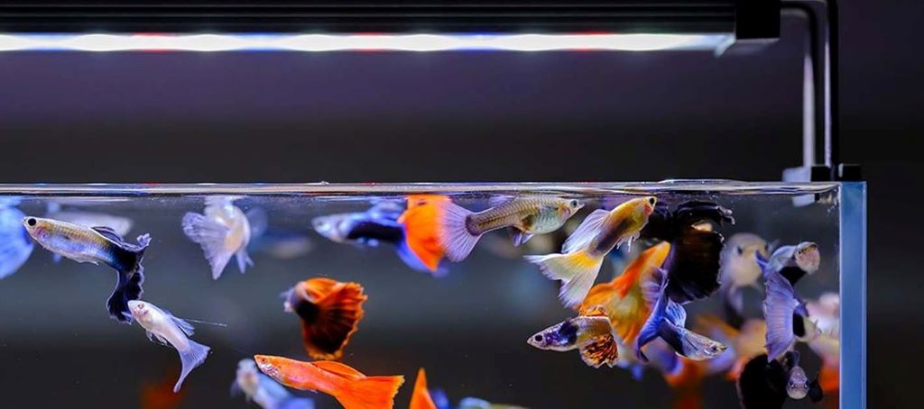How to enhance fish colors with the right lighting naturally