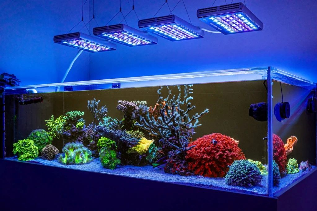 Understanding the Importance of Light in an Aquarium