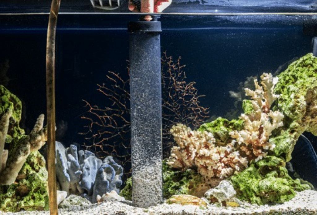 How to clean reef sump