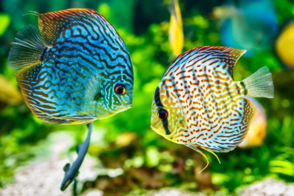 Importance of Water Changes in Aquariums