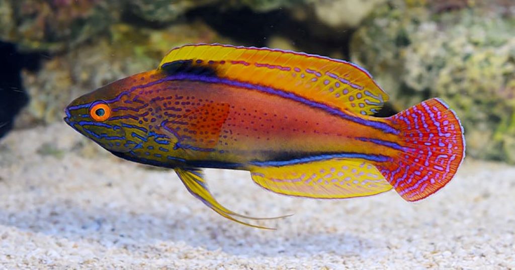 Aquarium Medications Part 1; Water Changes