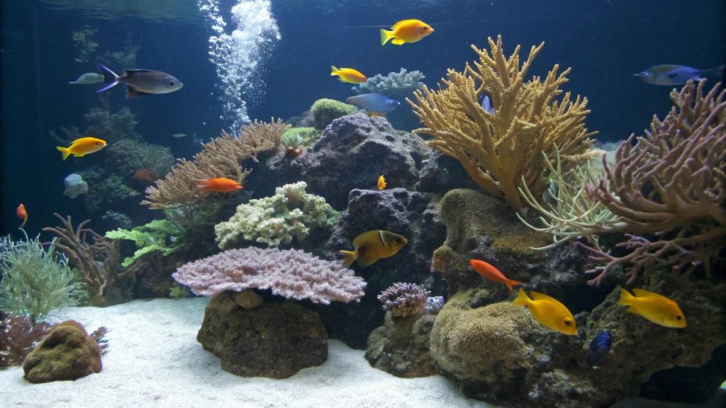 Community aquarium fish combinations