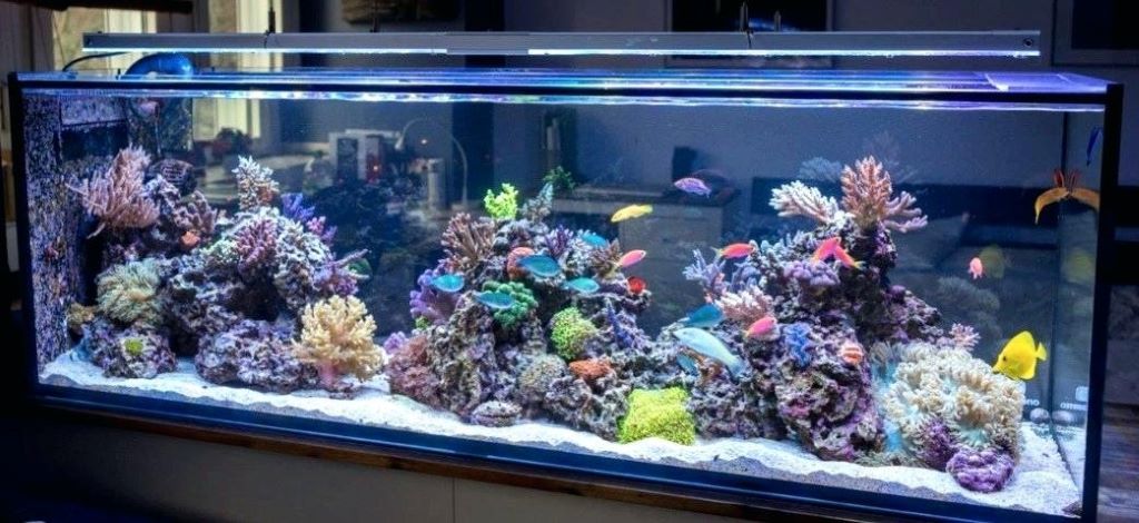 What is the ideal lighting schedule for reef tanks?
