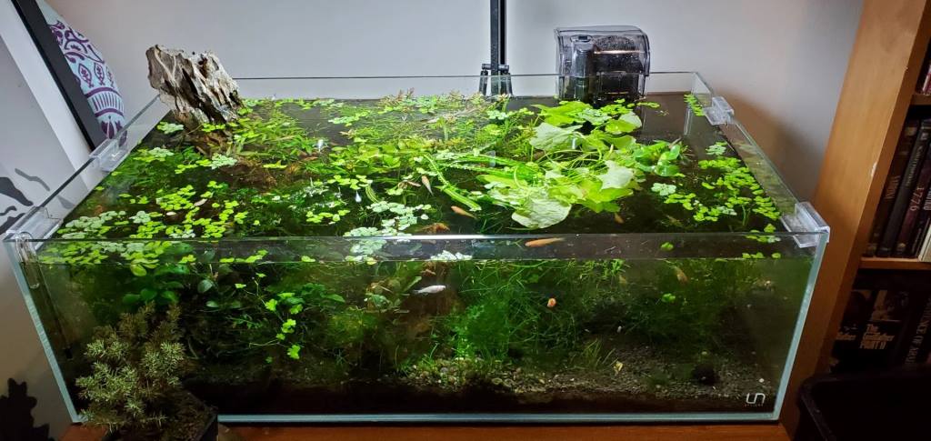 Feeding Medaka Rice Fish in Outdoor Tubs