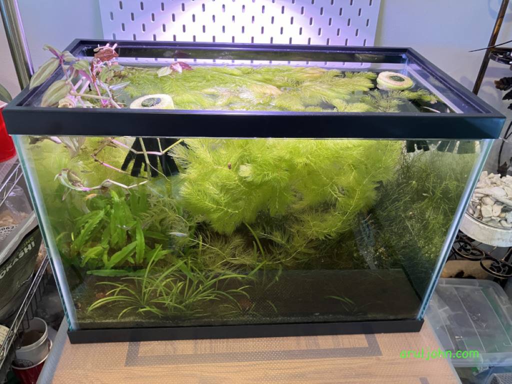 Medaka Rice Fish Outdoor Tub Setup