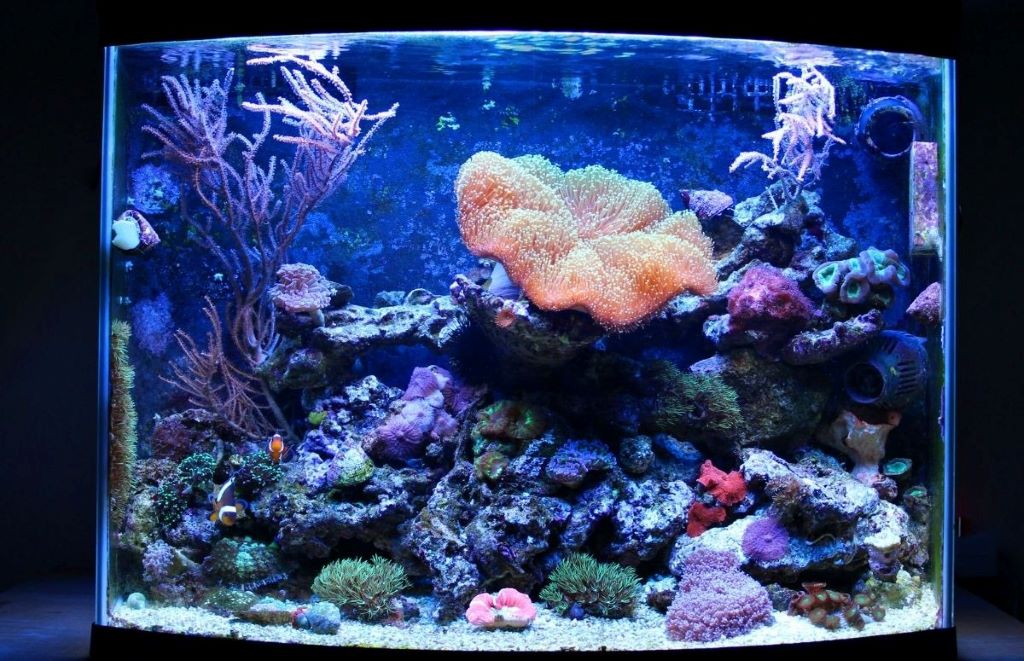 Do larger reef tanks need fewer water changes?