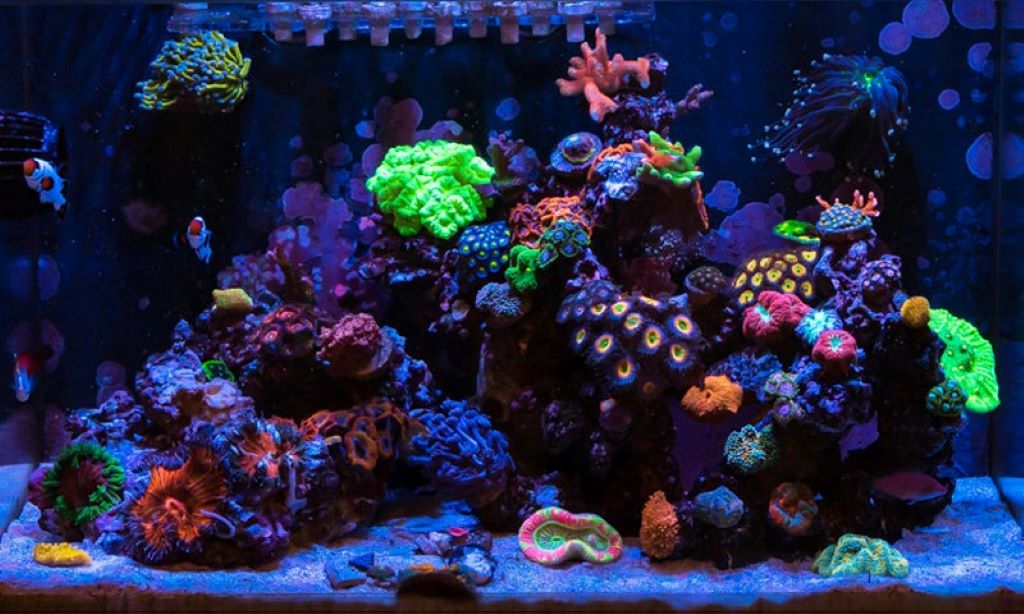 How long should I cycle a new reef tank?