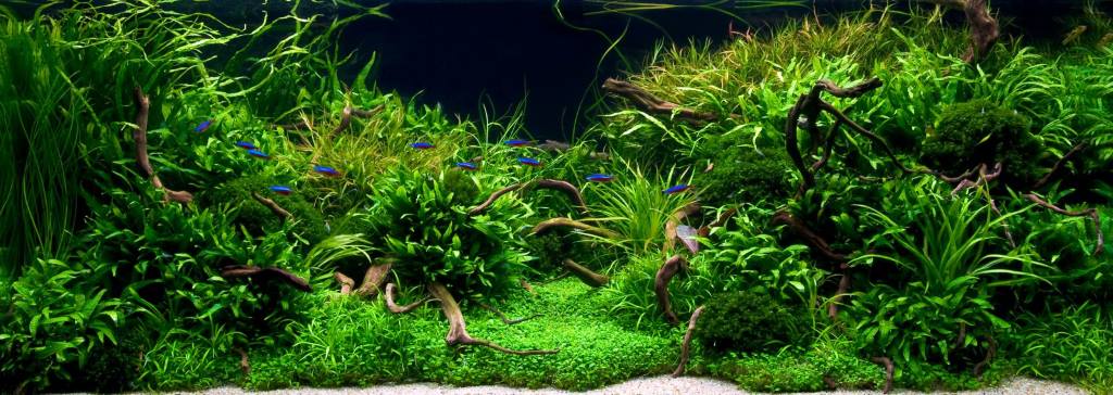hide air stone in aquarium