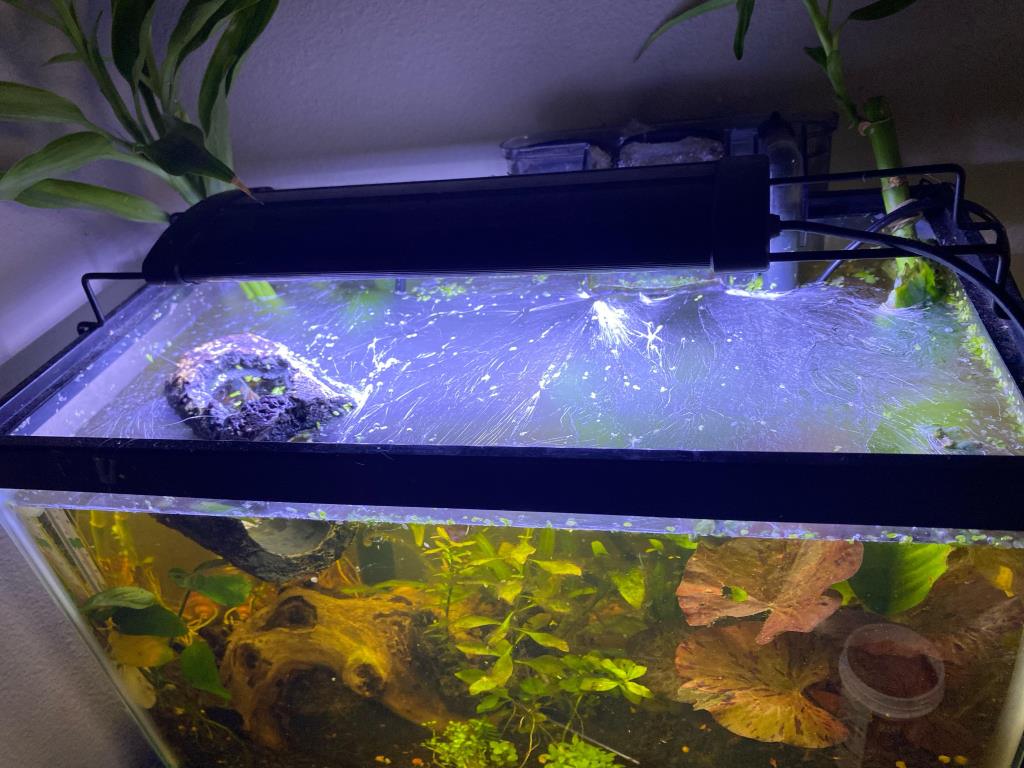 A hand uses an aquarium-safe sponge to scrub biofilm off fish tank glass