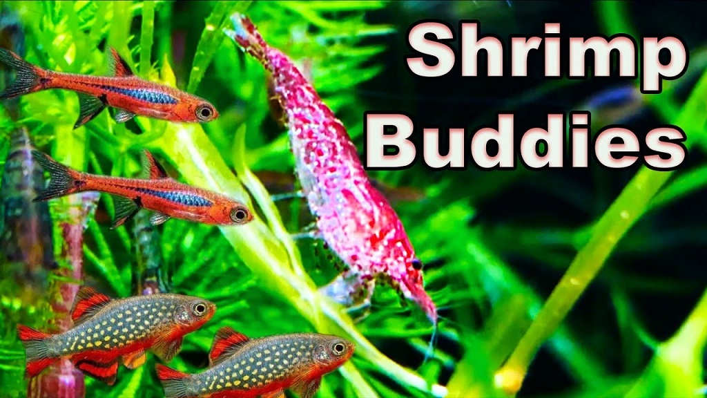 What Makes a Nano Fish Safe for Shrimp Tanks