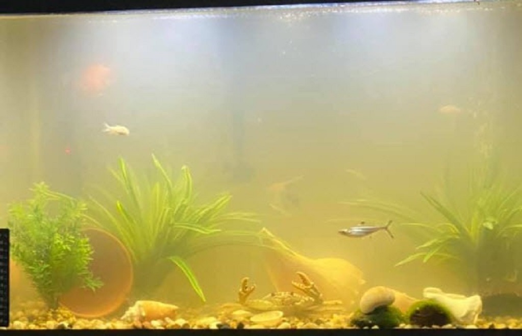 How Long Does Bacterial Bloom Last After Substrate Change