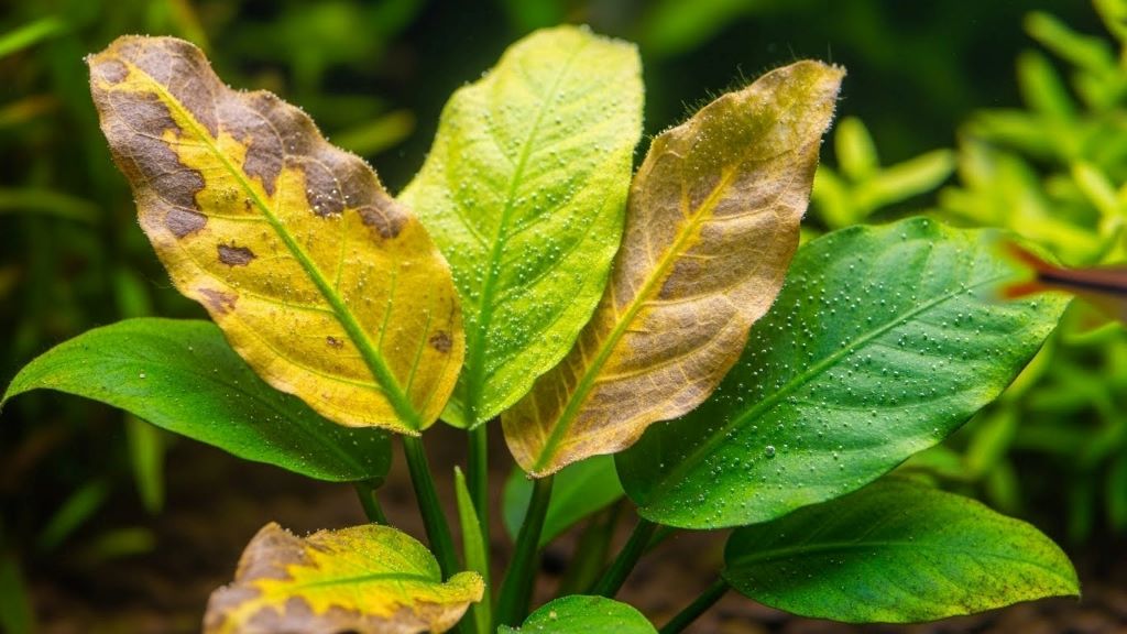 Close-up of aquarium plant leaves showing yellowing and discoloration due to nutrient deficiency or poor lighting conditions